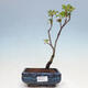 Vonkajší bonsai - Meruzalka krvavá - Ribes sanguneum - 1/4