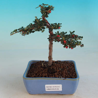 Vonkajšia bonsai-Cotoneaster-Skalník - 1