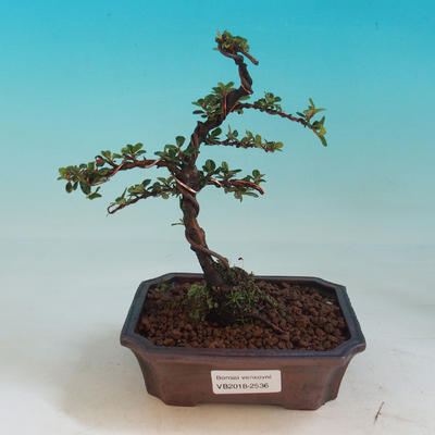 Vonkajšia bonsai- Cotoneaster-Skalník - 1