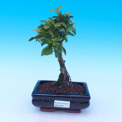 Izba bonsai - Duranta erecta Aurea - 1