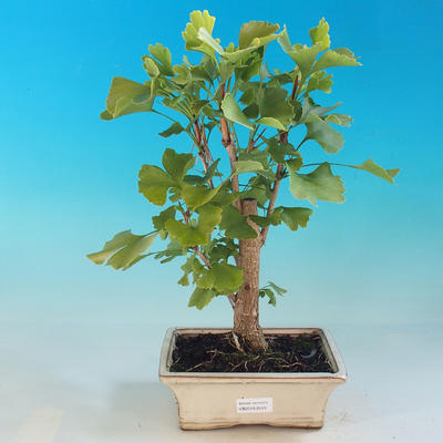 Vonkajšia bonsai-Ginkgo biloba