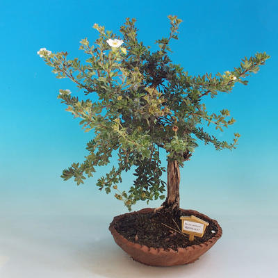 Vonkajšia bonsai-Nátržník krovitá - Dasiphora fruticosa biela - 1
