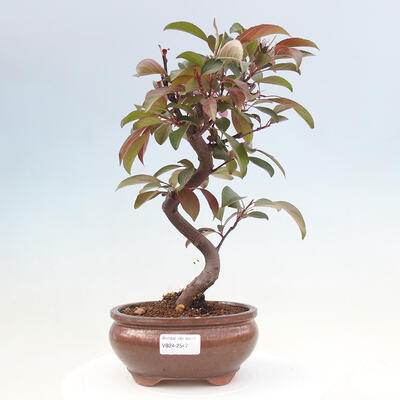 Vonkajší bonsai -Malus domestica - Maloplodá jabloň červenolistá - 1