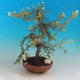 Vonkajšia bonsai-Nátržník krovitá - Dasiphora fruticosa žltá - 1/5