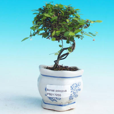 Izbová bonsai -Malolistý brest - P217255 - 1