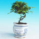 Izbová bonsai -Malolistý brest - P217255 - 1/3