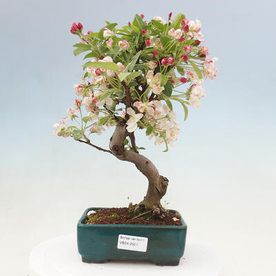 Vonkajší bonsai -Malus halliana - Maloplodá jabloň - 1