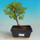 Vonkajšia bonsai-Nátržník krovitá - Dasiphora fruticosa žltá - 1/2