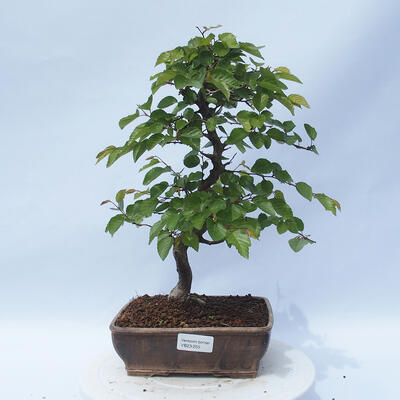 Vonkajší bonsai - Carpinus CARPINOIDES - Hrab kórejský - 1