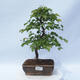 Vonkajší bonsai - Carpinus CARPINOIDES - Hrab kórejský - 1/4
