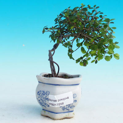 Izbová bonsai -Malolistý brest - P217256 - 1