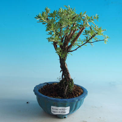 Vonkajšia bonsai-Nátržník krovitá - Dasiphora fruticosa žltá - 1
