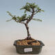 Vonkajšie bonsai - Ulmus parvifolia SAIGEN - malolistá brest - 1/2