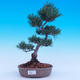 Vonkajší bonsai -Borovice drobnokvetá - Pinus parviflora glauca - 1/6