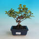 Vonkajšia bonsai-Ulmus glabra-brest tuhý - 1/2