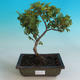 Vonkajšia bonsai-Ulmus Elegantissima Jack. Hillier-brest Elegantný - 1/2