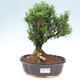 Izbová bonsai - Buxus harlandii -korkový buxus - 1/3