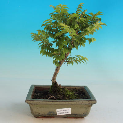 Vonkajšia bonsai-Ulmus Elegantissima Jack. Hillier-brest Elegantný - 1