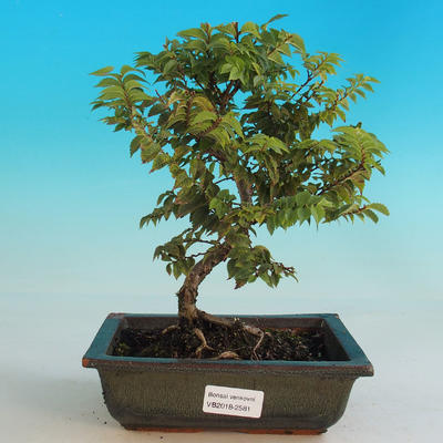 Vonkajšia bonsai-Ulmus Elegantissima Jack. Hillier-brest Elegantný - 1