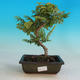 Vonkajšia bonsai-Ulmus Elegantissima Jack. Hillier-brest Elegantný - 1/2