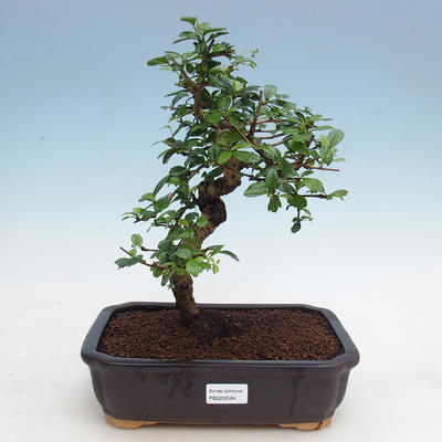 Izbová bonsai - Čaj fuki - 1