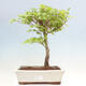 Vonkajší bonsai - Javor palmatum katsura GISAN - Javor dlanitolistý - 1/2