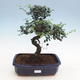 Izbová bonsai - Ulmus parvifolia - Malolistý jilm - 1/3