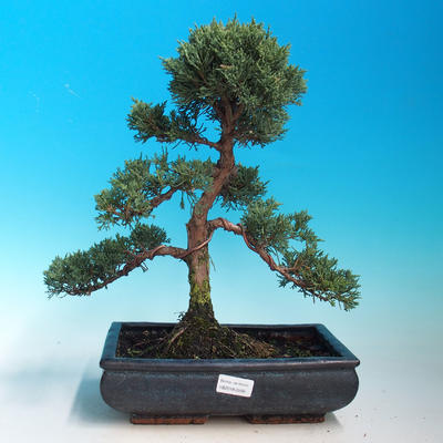 Vonkajšia bonsai-Juniperus chinenssis-Jalovec čínsky