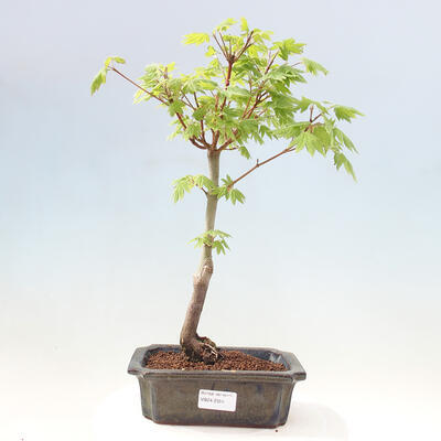 Vonkajší bonsai - Javor palmatum katsura GISAN - Javor dlanitolistý - 1