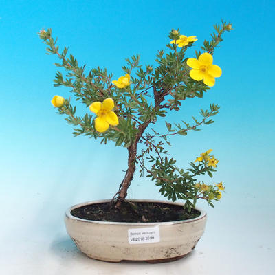 Vonkajšia bonsai-Nátržník krovitá - Dasiphora fruticosa žltá - 1