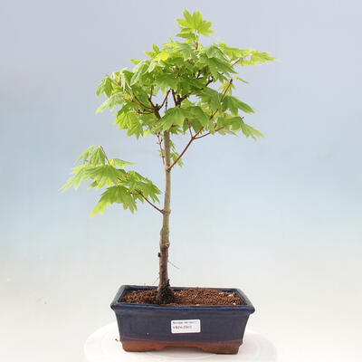 Vonkajší bonsai - Javor palmatum katsura GISAN - Javor dlanitolistý - 1