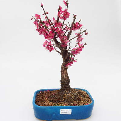 Vonkajší bonsai -Japonská marhuľa - Prunus mume - 1