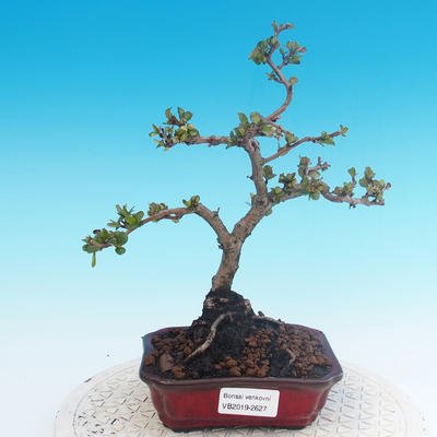 Vonkajšie bonsai - Chaenomeles superba jet trail -Kdoulovec biely - 1