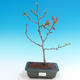 Vonkajšie bonsai - Chaneomeles japonica - Dulovec japonský - 1/4