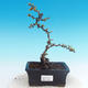 Vonkajšie bonsai - Chaneomeles japonica - Dulovec japonský - 1/4