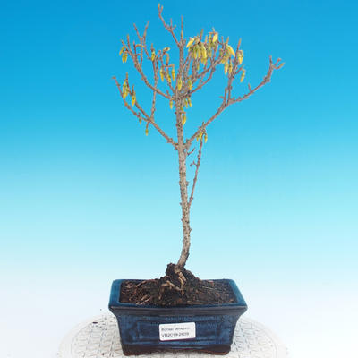 Vonkajšie bonsai - Zlatice - Forsythia intermedia Week End - 1