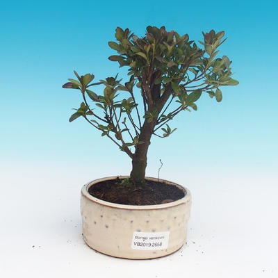 Vonkajšie bonsai - Rhododendron sp. - Azalka ružová - 1