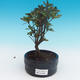 Vonkajšie bonsai - Rhododendron sp. - Azalka ružová - 1/2