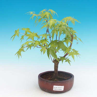 Vonkajšia bonsai-Acer palmatum Sango Koku- Javor dlaňolistý - 1