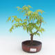 Vonkajšia bonsai-Acer palmatum Sango Koku- Javor dlaňolistý - 1/2