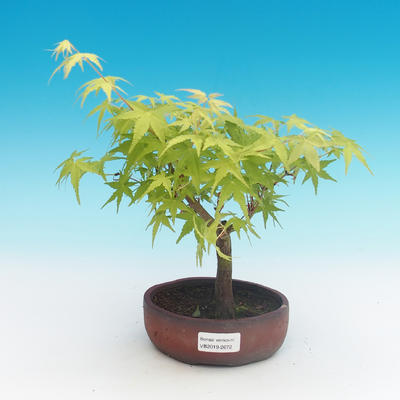 Vonkajšia bonsai-Acer palmatum Sango Koku- Javor dlaňolistý - 1