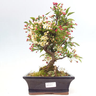 Vonkajší bonsai - Malus sergentiu - Maloplodá jabloň - 1