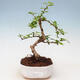 Izbová bonsai - Carmona macrophylla - Čaj fuki - 1/5