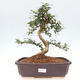 Izbová bonsai - Carmona macrophylla - Čaj fuki - 1/7