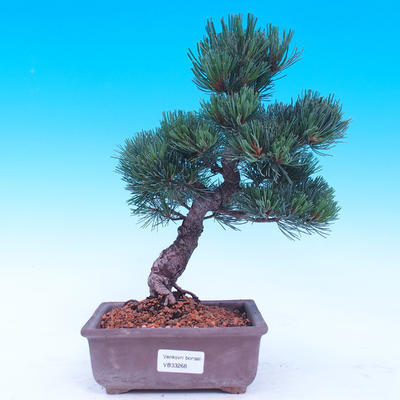 Vonkajší bonsai -Borovice drobnokvetá - Pinus parviflora glauca - 1