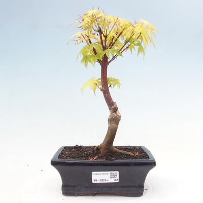 Vonkajší bonsai - Acer pal. Sango Kaku - Javor dlanitolistý - 1