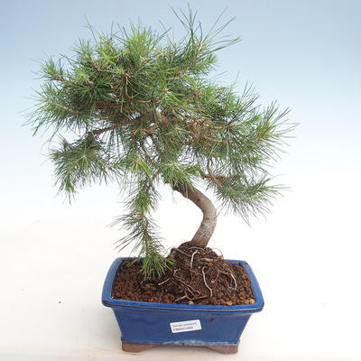 Izbová bonsai-Pinus halepensis-Borovica alepská PB2201269