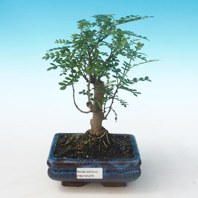 Pokojová bonsai - Zantoxylum piperitum - Pepřovník PB2191270 - 1