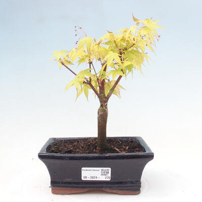 Vonkajší bonsai - Acer pal. Sango Kaku - Javor dlanitolistý - 1