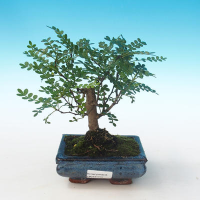 Pokojová bonsai - Zantoxylum piperitum - Pepřovník PB2191272 - 1